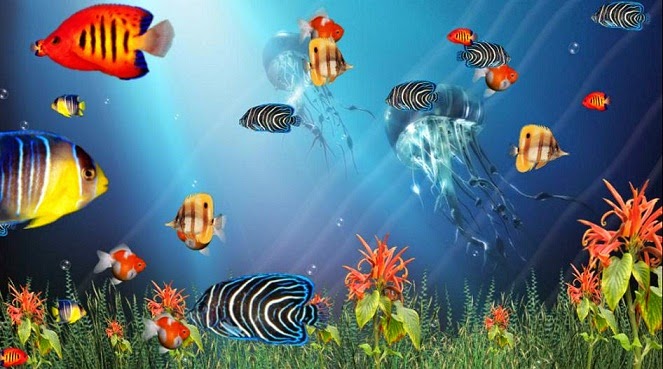 fish screensaver